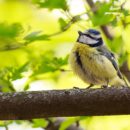 animal-1850641_960_720