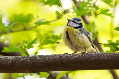 animal-1850641_960_720