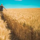 CEREALS AND THEIR PREPARATION