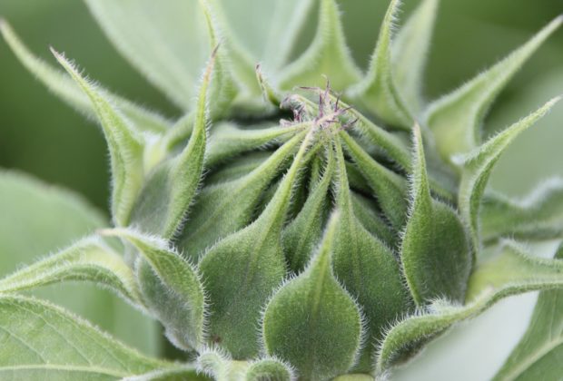 FIGHTING PLANT ENEMIES.