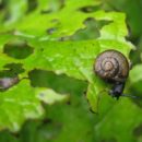 GARDEN PESTS