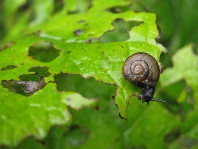 GARDEN PESTS