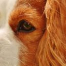 NEWFOUNDLAND – THE ARISTOCRAT AMONG DOGS.