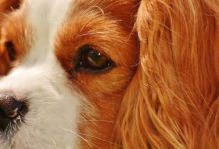 NEWFOUNDLAND – THE ARISTOCRAT AMONG DOGS.