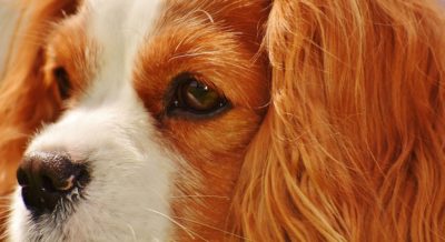 NEWFOUNDLAND – THE ARISTOCRAT AMONG DOGS.