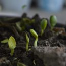 PLANTING SEEDS