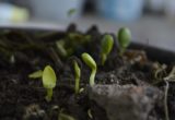 PLANTING SEEDS