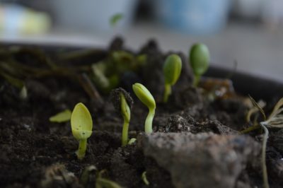 PLANTING SEEDS