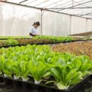 REQUISITES OF THE HOME VEGETABLE GARDEN