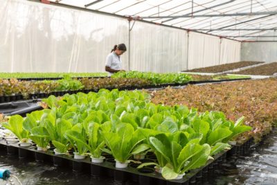 REQUISITES OF THE HOME VEGETABLE GARDEN