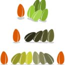 Sensi Seeds Best for Cultivation