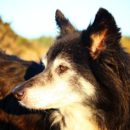 THE COLLIE DOG.