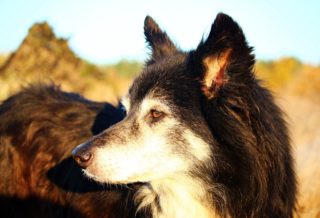 THE COLLIE DOG.