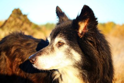 THE COLLIE DOG.
