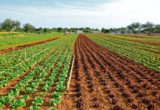 THE CULTIVATION OF VEGETABLES