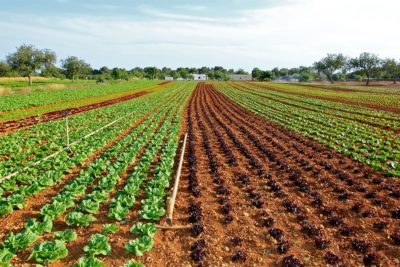 THE CULTIVATION OF VEGETABLES