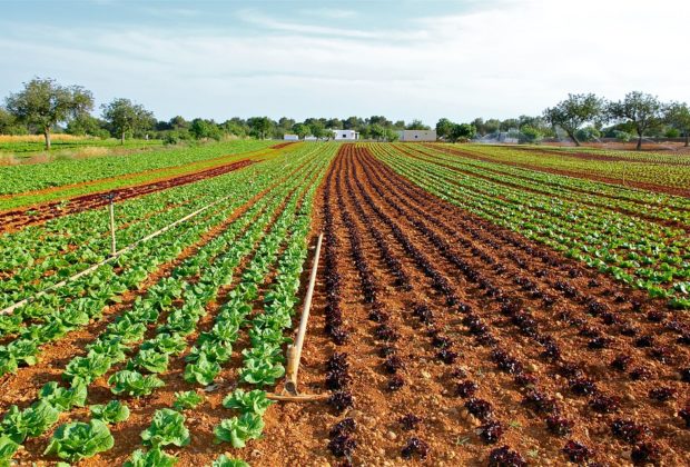THE CULTIVATION OF VEGETABLES