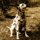 THE DECORATIVE DEERHOUND.