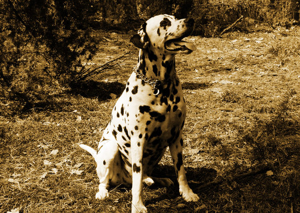 THE DECORATIVE DEERHOUND.