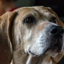 THE FOXHOUND DOG.