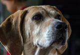 THE FOXHOUND DOG.