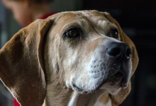 THE FOXHOUND DOG.