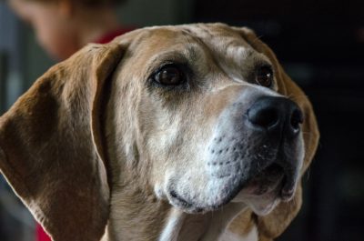 THE FOXHOUND DOG.