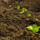 THE GENESIS OF SOIL