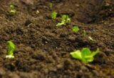 THE GENESIS OF SOIL