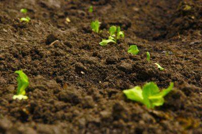 THE GENESIS OF SOIL