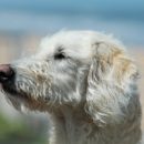 THE MOST INTELLIGENT POODLE