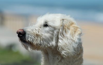 THE MOST INTELLIGENT POODLE