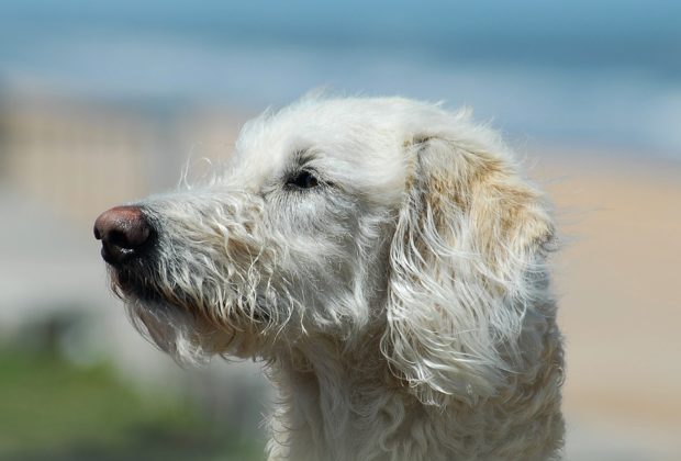 THE MOST INTELLIGENT POODLE