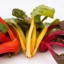 VEGETABLE CULTURE