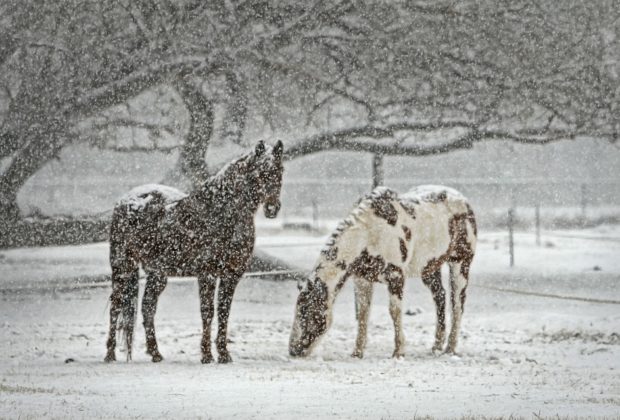 Wonderful Creatures of the World