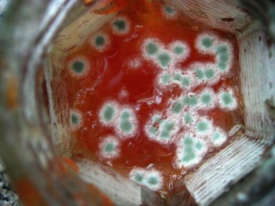 FOOD POISONING
