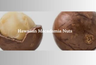 macadamia nuts