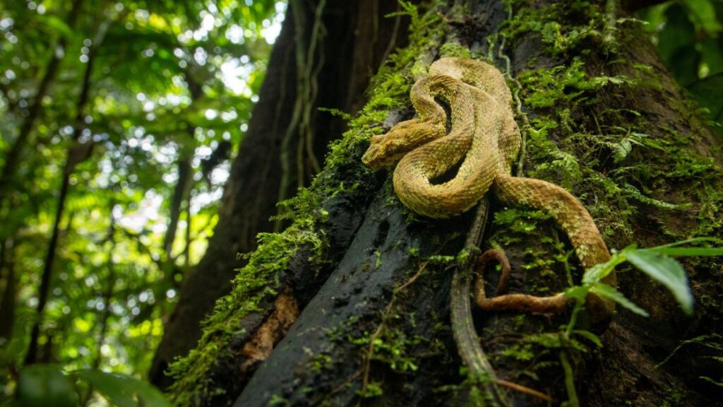 Snake Island, Brazil 